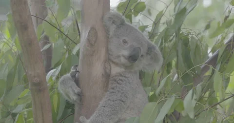  koala in a tree Stock Footage 50594623