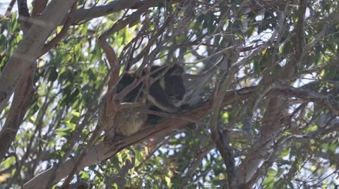 Koala in a tree Stock Footage 58571871