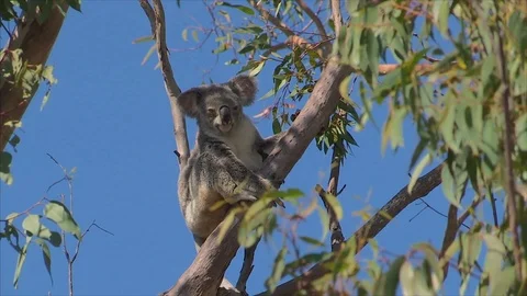 Koala in a tree. Stock Footage 106602132