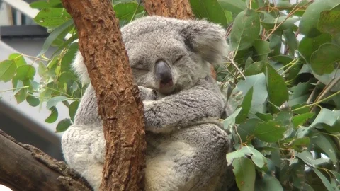 Koala on a tree 動画素材 121684113