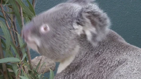 Koala on a tree 動画素材 121684150