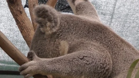 Koala on a tree Stock Footage 121684298