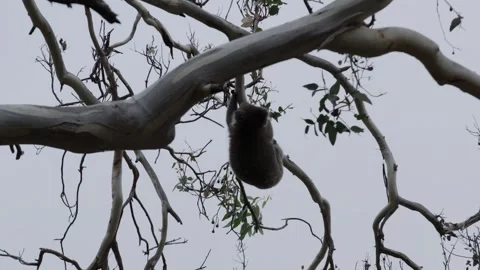 Koala in tree Stock Footage 244768476