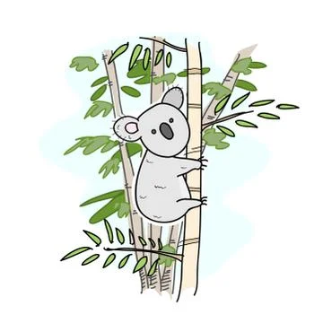 Koala on a Tree Stock Illustration