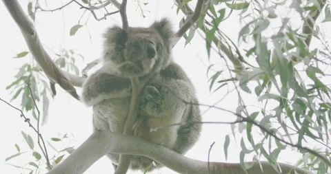 Koala On Tree With Long nails, 8K Vídeo Stock 334015787