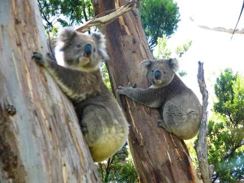Koala on tree Stock Photos