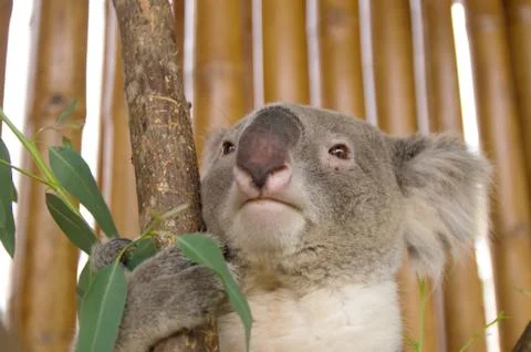 Koala on the tree Stock Photos