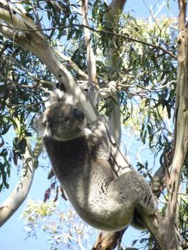 Koala on tree Stock Photos