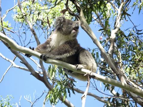 Koala on tree Stock Photos