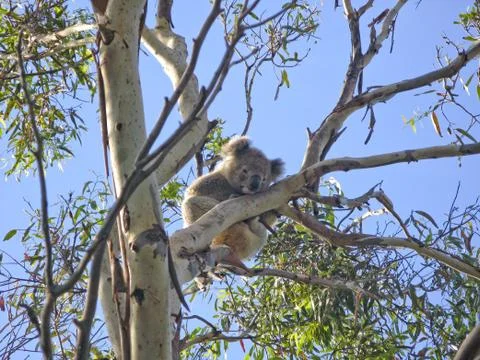 Koala on tree Stock Photos