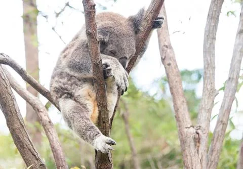 Koala in a tree Stock Photos