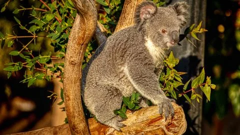 Koala in a tree Stock Photos