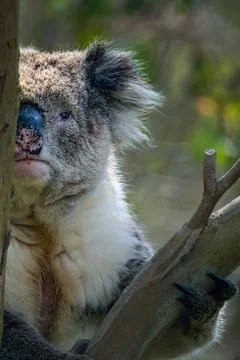 Koala in a Tree Stock Photos