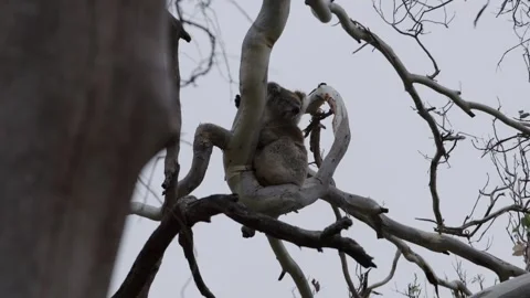 Koala in tree resting Stock Footage 244767647