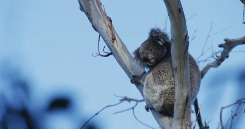 Koala in a tree shot in 5K Stock Footage 126367509
