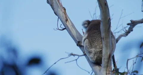 Koala in a tree shot in 5K Stock Footage 126368522