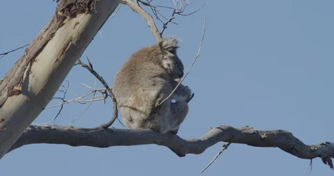 Koala in a tree shot in 5K Vídeos de archivo 126369593
