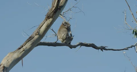 Koala in a tree shot in 5K Stock Footage 126370470