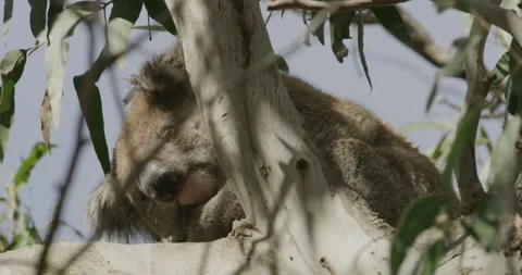 Koala On Tree, waking up  Stock Footage 316797378