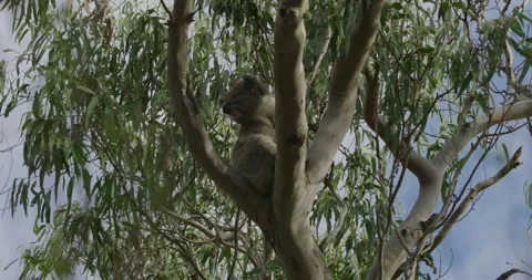 Koala On Tree, Wide Shot Stock Footage 316797293