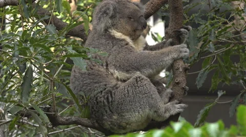 Koala in tree yawns Stock Footage 52582578