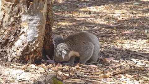 Koala at trunk of tree in Australia Stock Footage 90497181