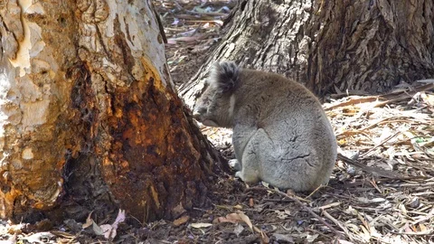Koala at trunk of tree in Australia 動画素材 90497182