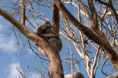 Koala in Victoria, Australia Stock Photos