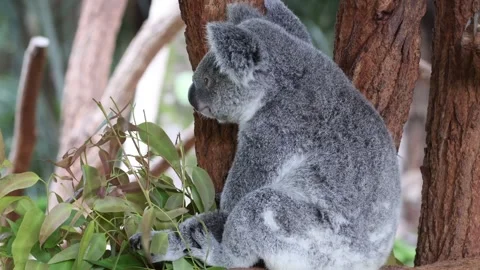 Koala waking up and moving on tree branch in zoo sanctuary. Stock Footage 333876967
