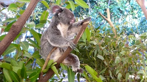 A Koala Waking up  from a nap Stock Footage 153517538