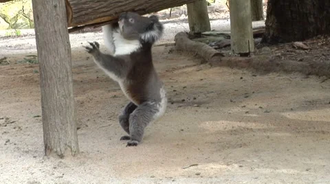 Koala walking around enclosure Stock Footage 8655243