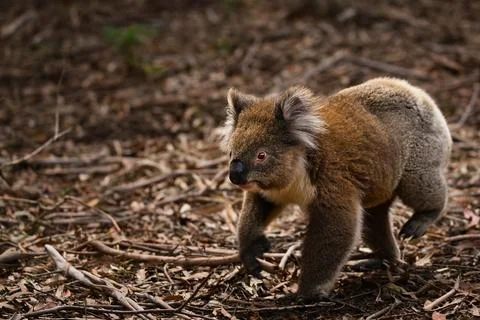 Koala Walking on Forest Floor Stock Photos