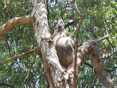 KOALA WALKING UP MELALEUCA TREE Stock Footage 100052196