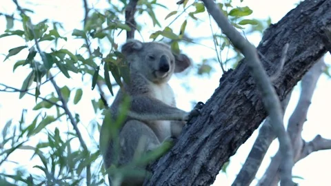 Koala walking on a tree branch 스톡 동영상 82751232
