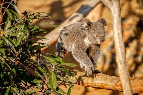 A Koala walking in a tree Stock Photos