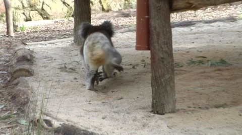 Koala walks around enclosure Stock Footage 8654710