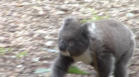 Koala wanders about then climbs a tree Stock Footage 8654582