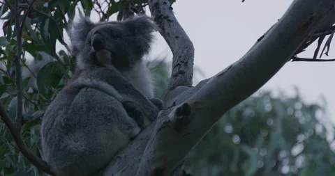 Koala Watching Out From The Eucalyptus Tree  Stock Footage 316873282