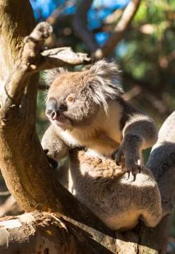 Koala in the wild Stock Photos