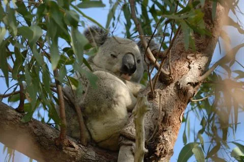 Koala, in the wild Stock Photos