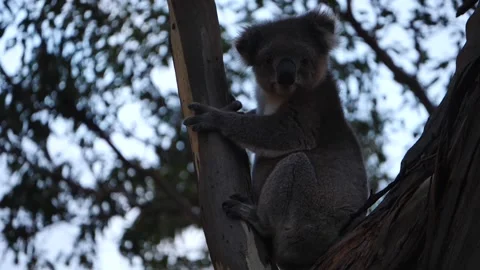Koala in the wild slow motion 1 Stock Footage 159070189
