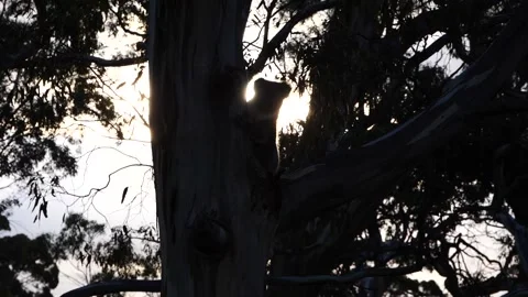 Koala in the wild slow motion 2 Stock Footage 159070088
