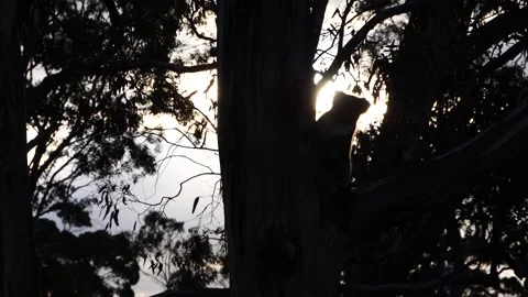 Koala in the wild slow motion 3 Stock Footage 159070023