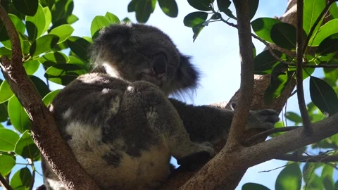 Koala in the wild slow motion 4 Stock Footage 159070084