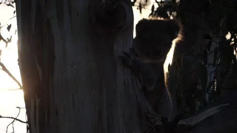 Koala in the wild slow motion during sunset Stock Footage 159070141