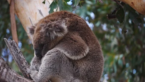 Koala in the wild slow motion sleeping Stock Footage 159070015