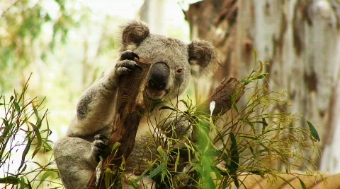 Koala2 Stock Footage 568960