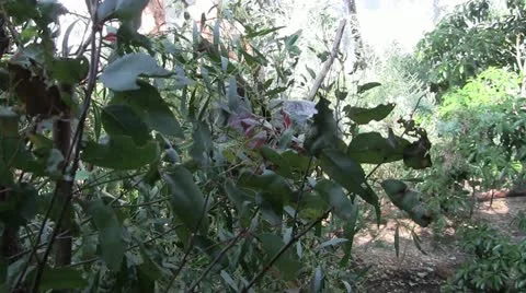 Koalarustling 40 Stock Footage 12427670