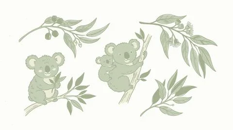 Koalas and eucalyptus leaves with branches on an isolated white background. Stock Illustration