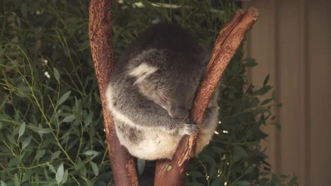 Koalas Australia Stock Footage 113772715